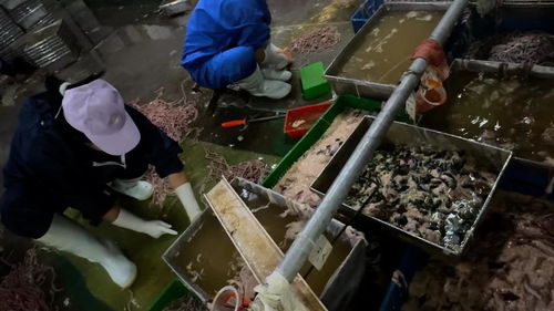 揭露卫生黑幕 卧底鸭肠鹅肠工厂触目惊心的生产线